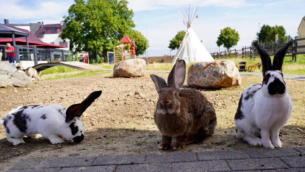 Deutsche Riesen und Deutsche Riesenschecken im Kleintierzoo Hotel-Restaurant Rotes Einhorn Düren